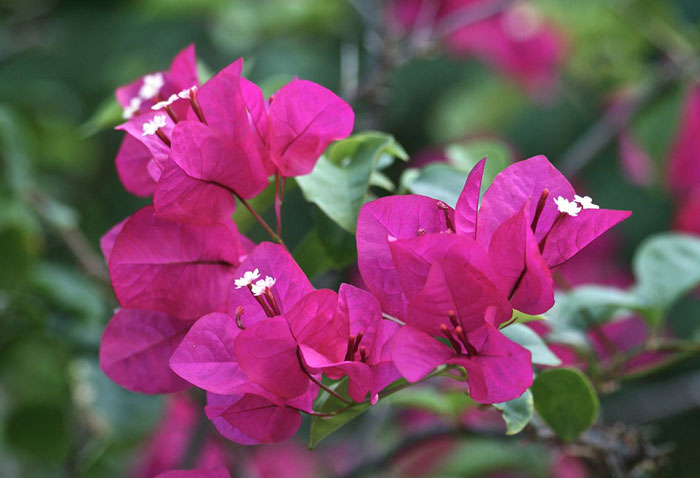 Bougainvillea