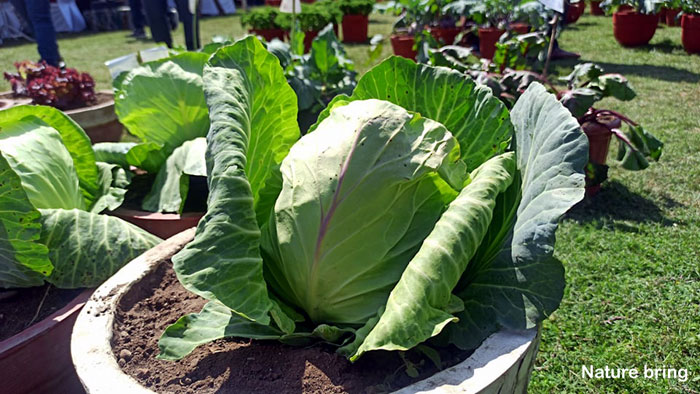 Cabbage in containers