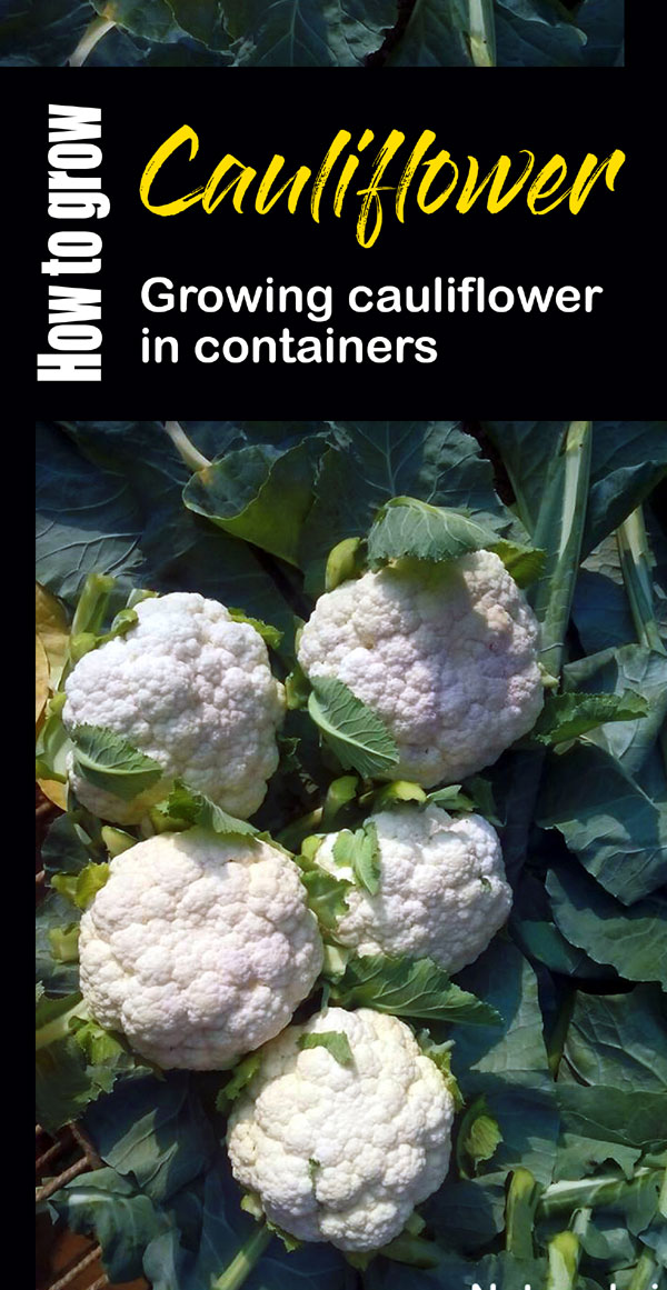 Cauliflower