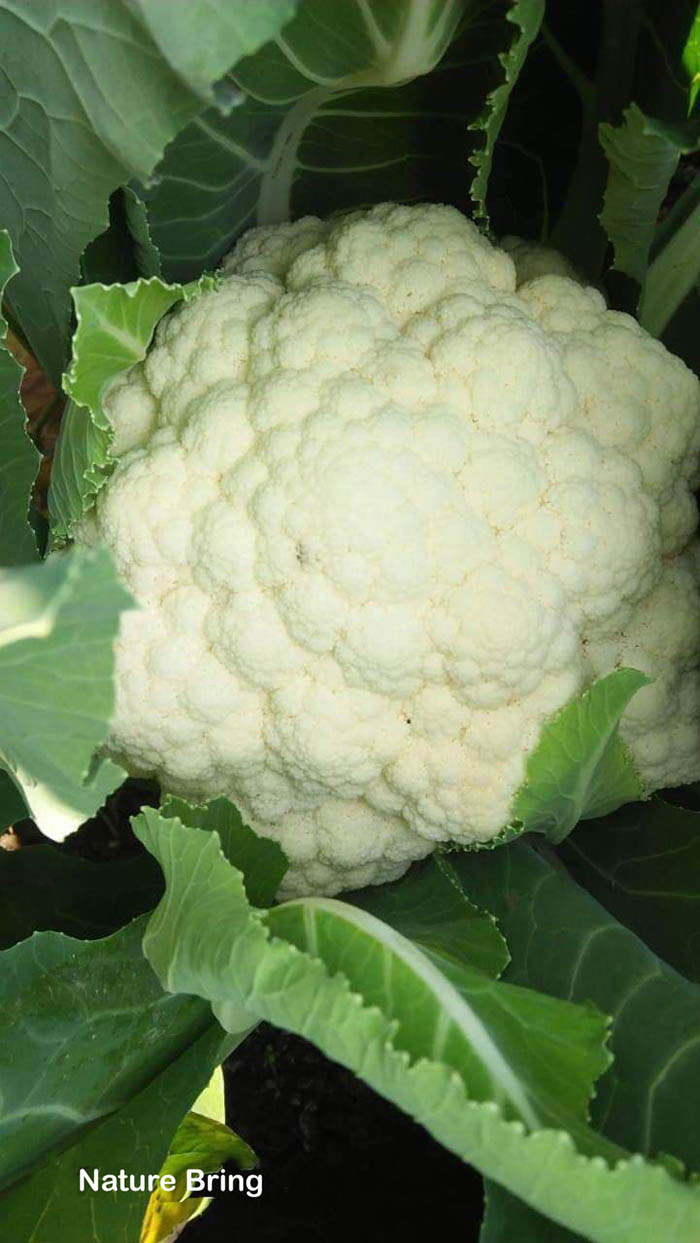 Cauliflower