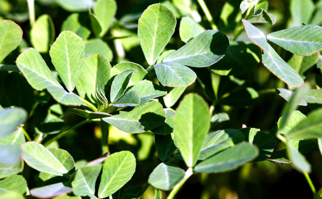 Fenugreek