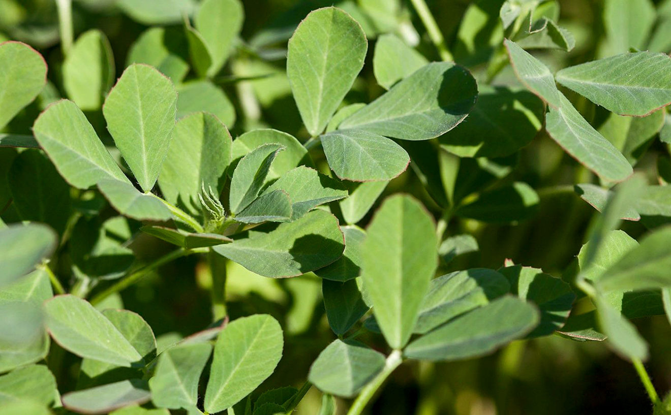 How to grow Fenugreek in the pot Growing Fenugreek Methi