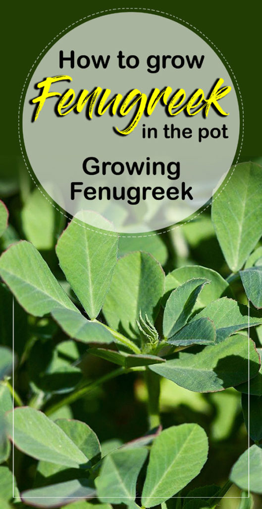 How To Grow Fenugreek In The Pot 