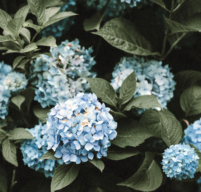 Hydrangeas