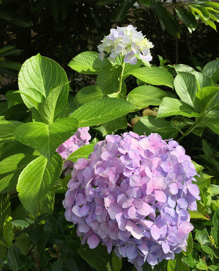 Hydrangea