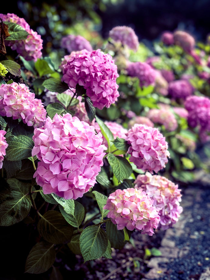 Hydrangea | hydrangea in pots