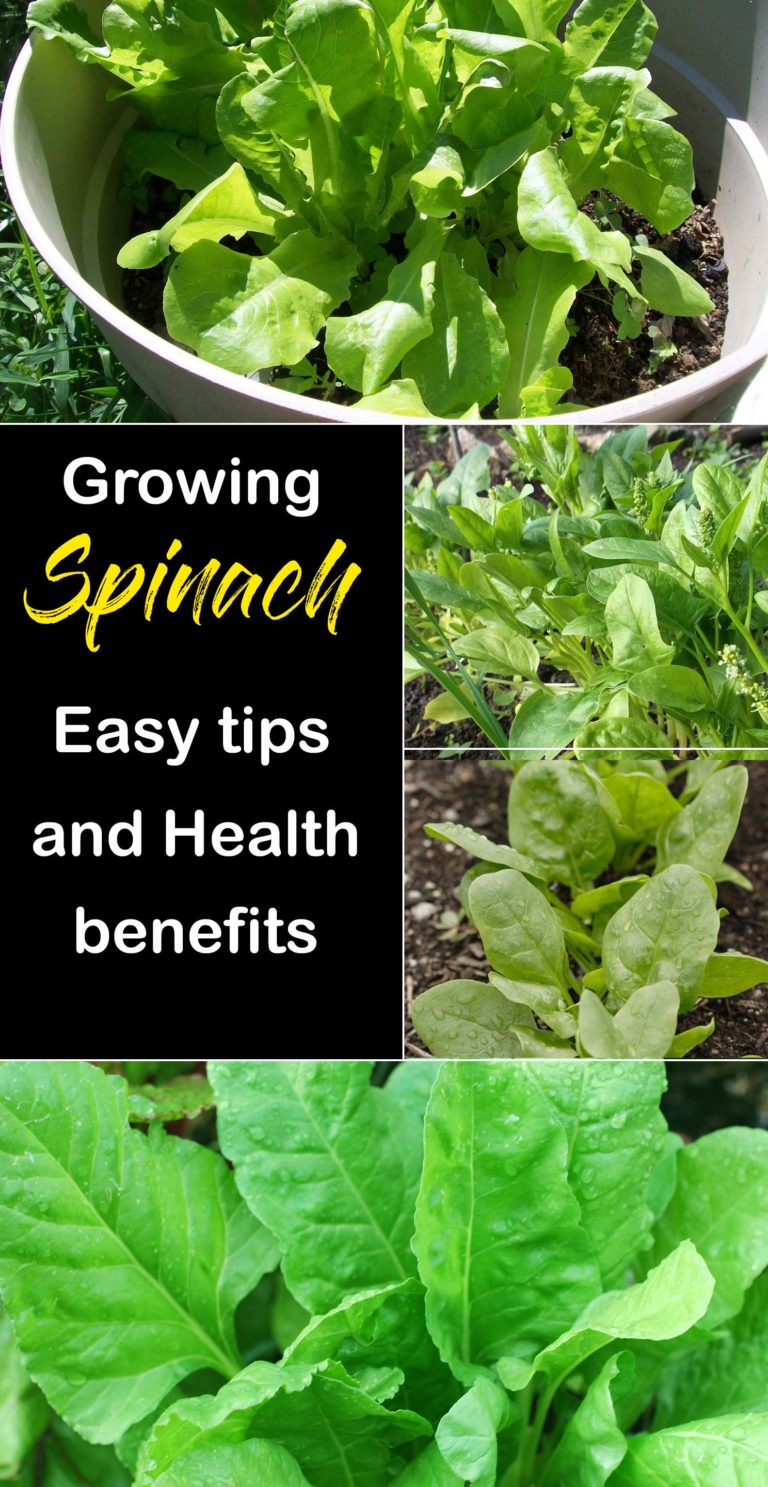 How to grow spinach in pots | how to plant spinach - Naturebring