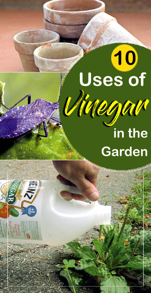 Vinegar in the garden | Natural herbicide