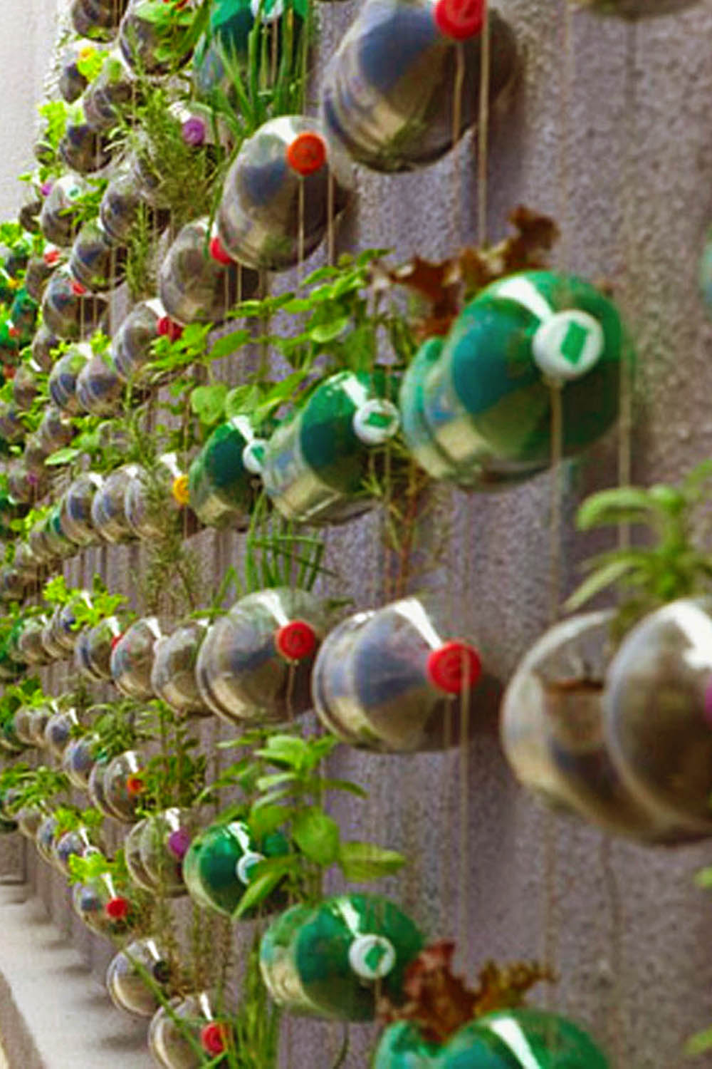 How to start Vertical Garden | Living walls