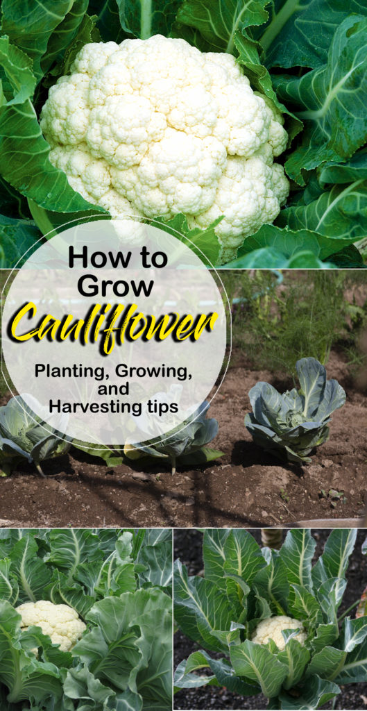 How to grow Cauliflower | Growing cauliflower in containers - NatureBring