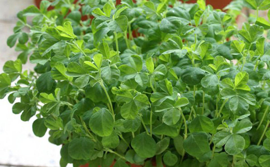 Fenugreek