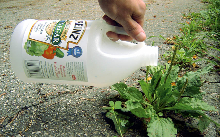 10 Uses of Vinegar in the garden | Weed killer | Natural herbicide