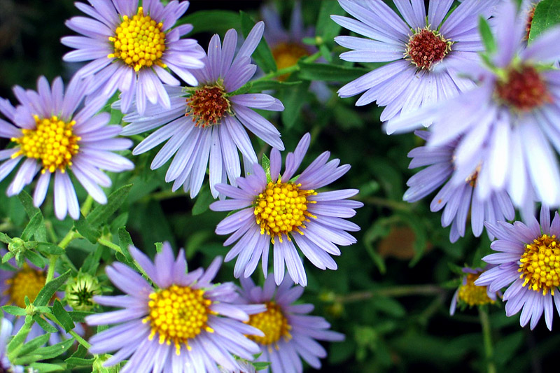 aromatic-aster
