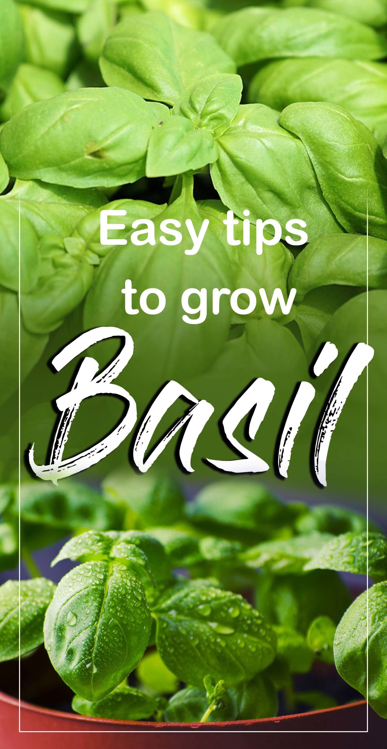 How to grow Basil | Growing Basil in containers | Basil plant - Naturebring