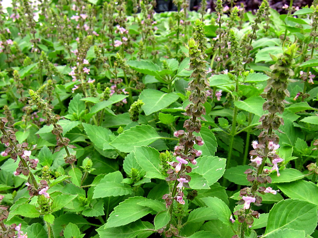 growing basil