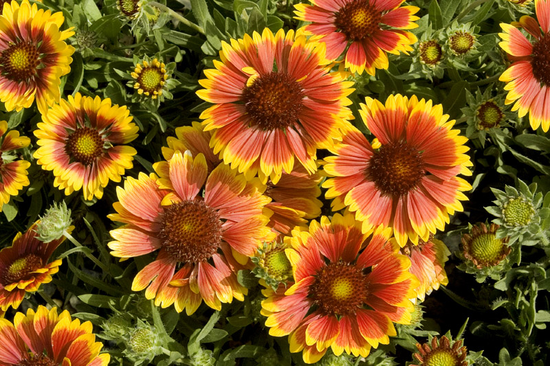 blanket-flower