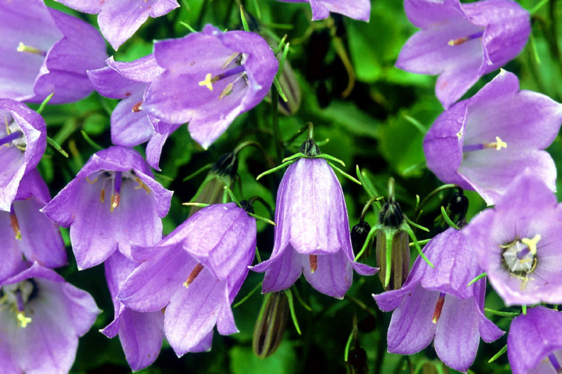 campanula