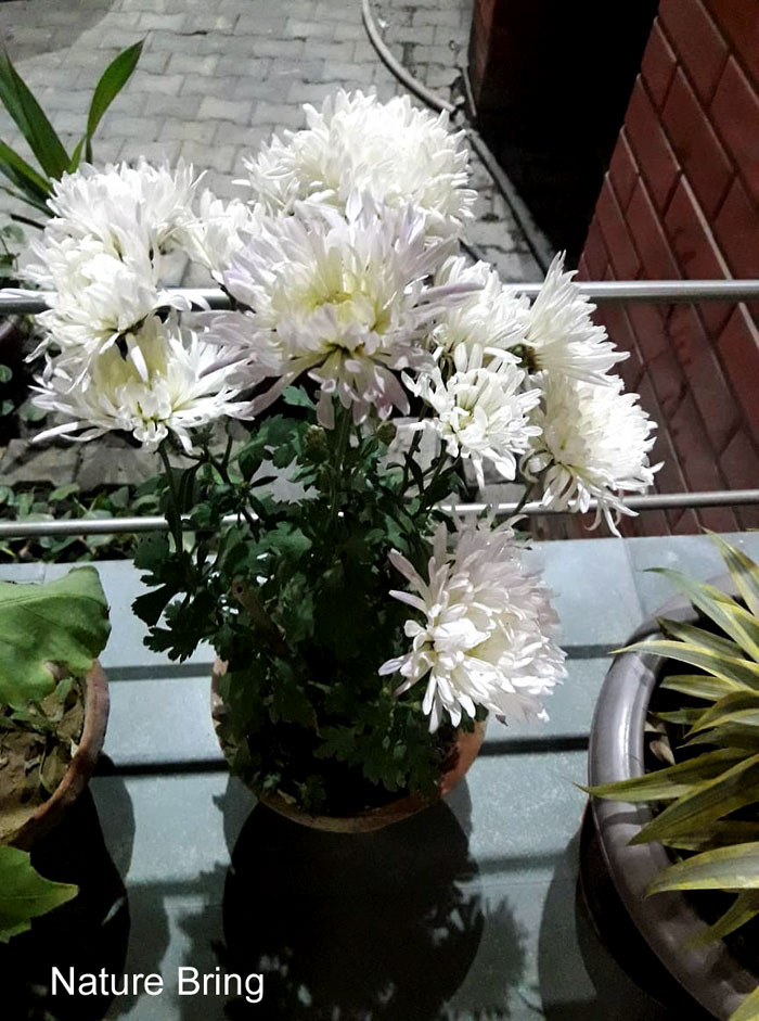 Chrysanthemums