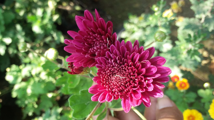 Chrysanthemums