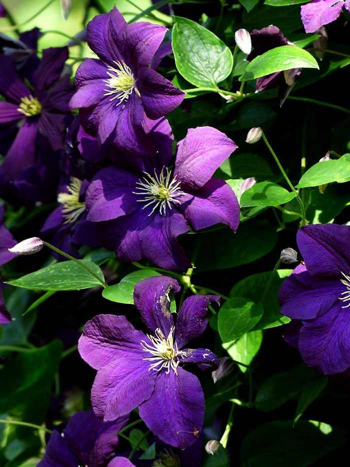 Growing Clematis plant in a container | perennial flowering vine