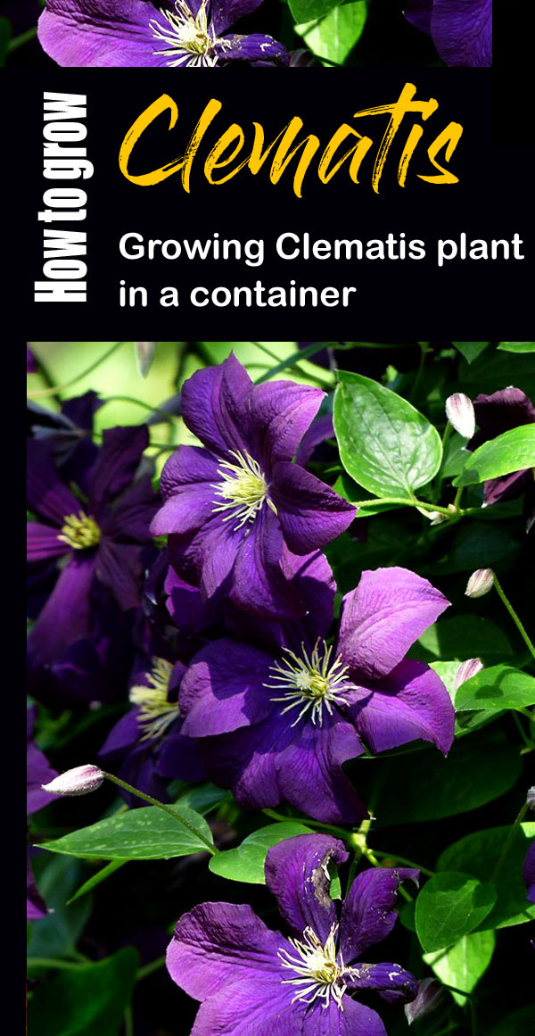 Growing Clematis plant in a container | perennial flowering vine