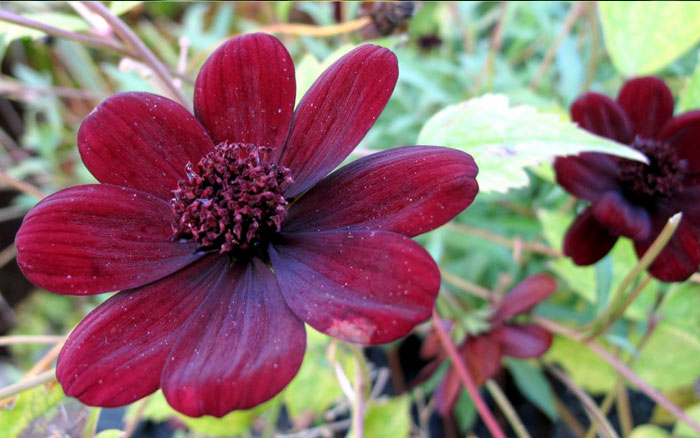 Fragrant flowers