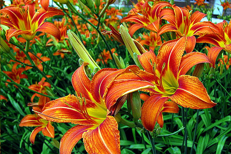 daylilies