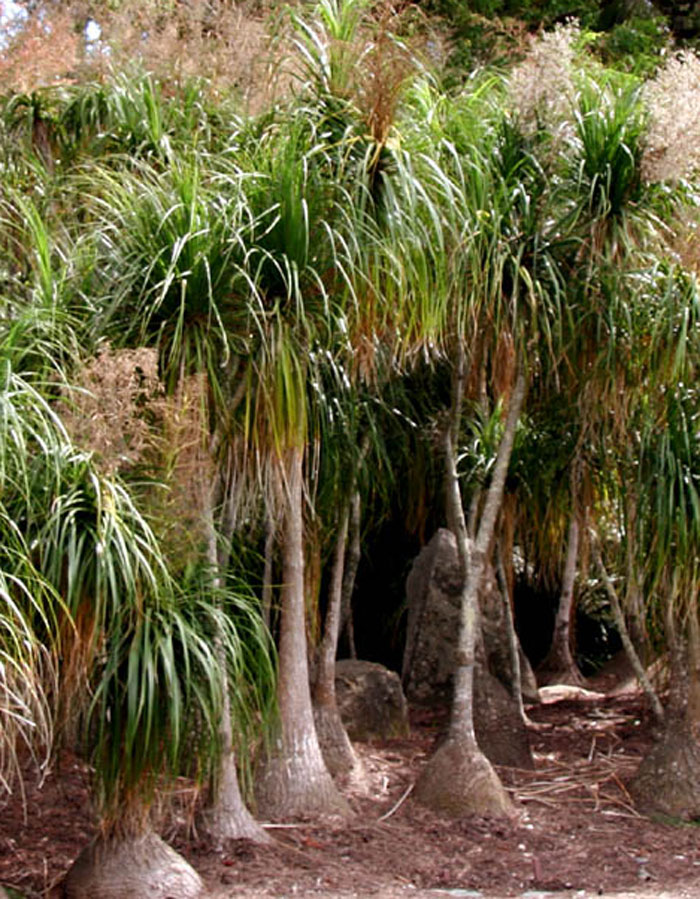 Drought Tolerant Plants