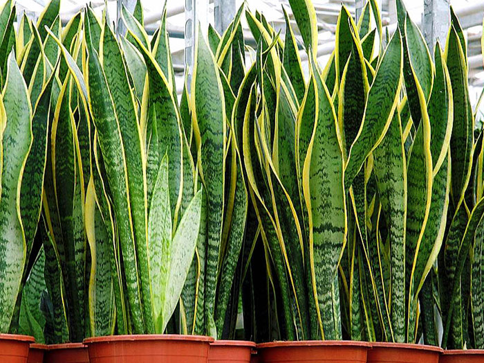 Drought Tolerant Plants