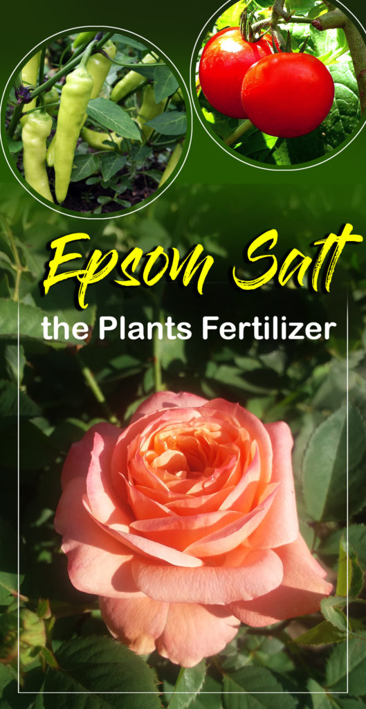 Epsom Salt (magnesium sulphate) | Epsom salt in the garden