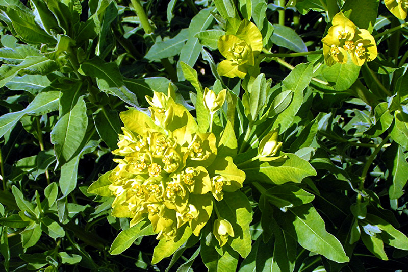 euphorbia-corallioides