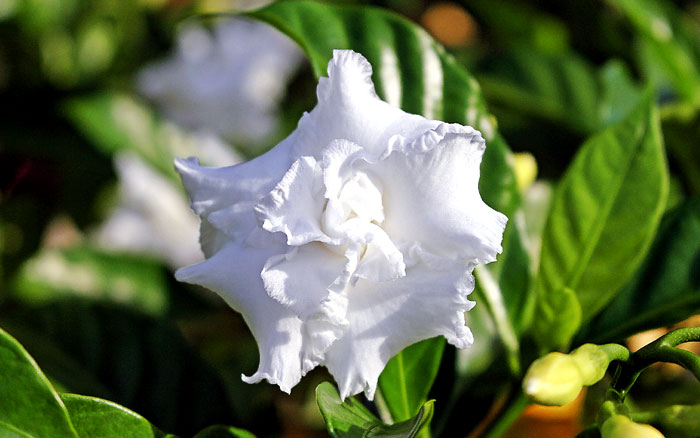 Fragrant flower