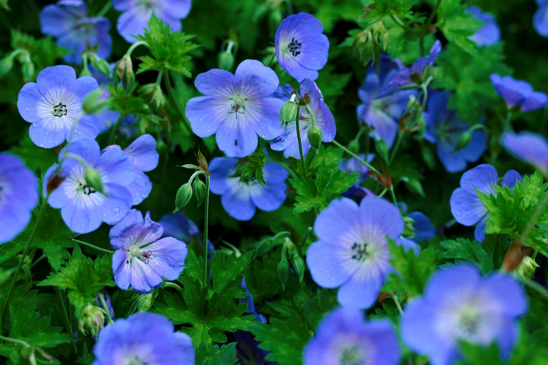 geranium-rozanne-copy