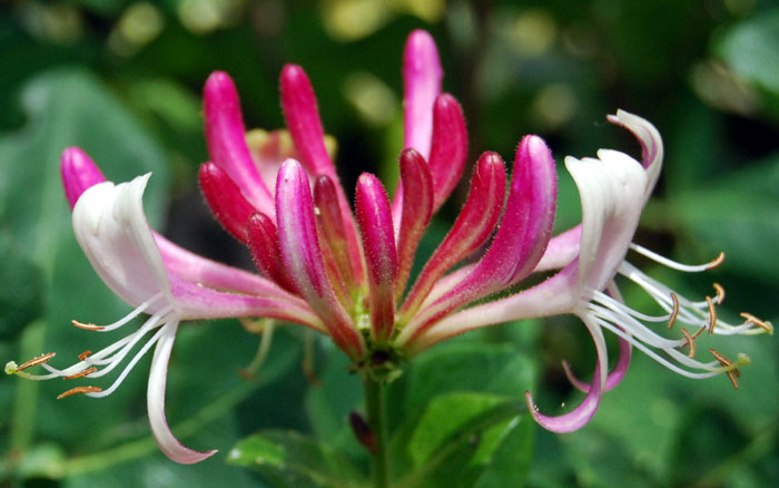 Fragrant flowers