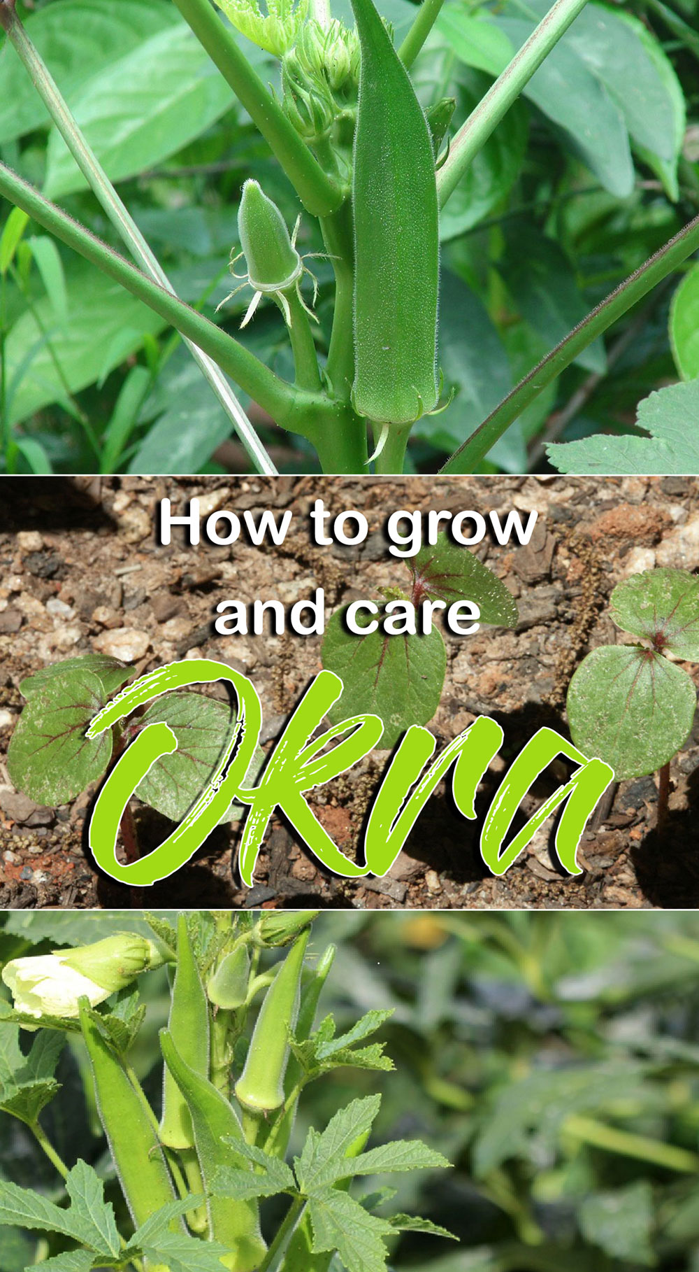 growing okra