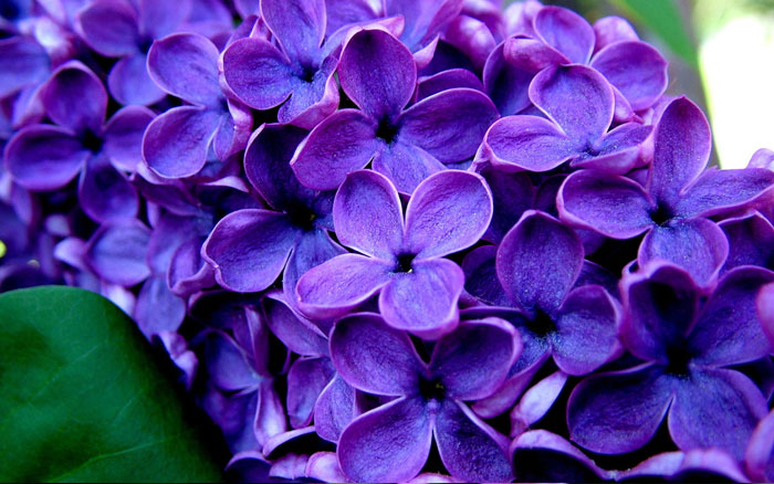 Fragrant flowers