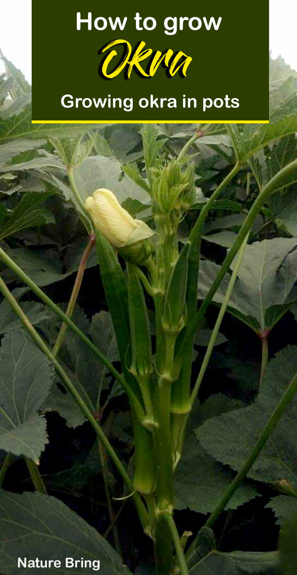 Okra