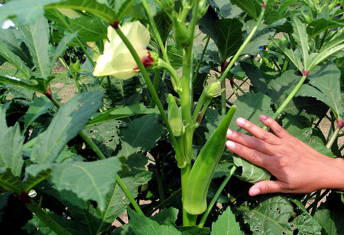 How to grow Okra plant | Growing Okra in a pot | lady ...