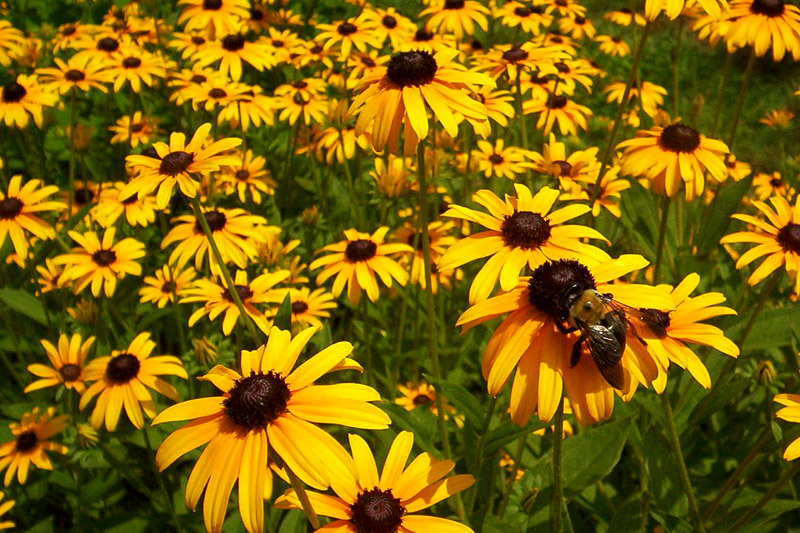 rudbeckia-fulgens-black-eyes-susans