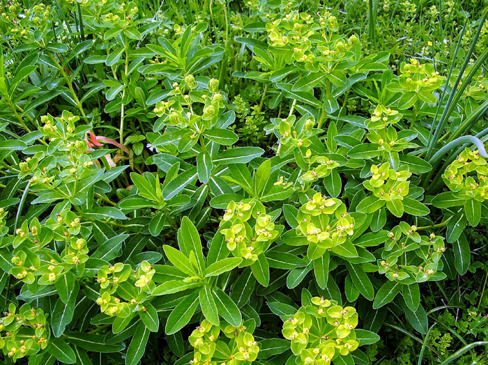 Drought Tolerant Plants