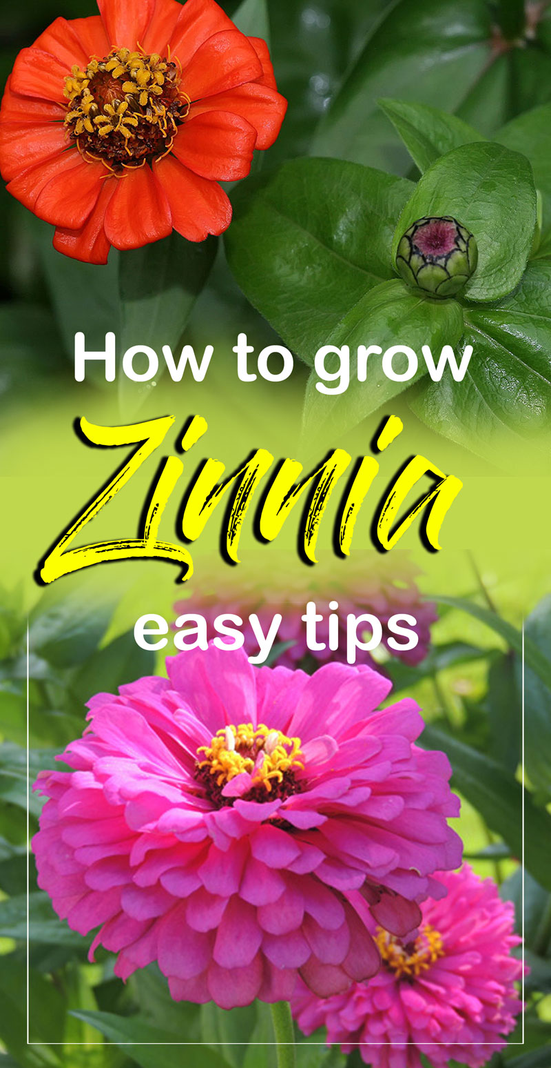 How To Grow Zinnia plant | Growing Zinnia flower | Zinnias - Naturebring