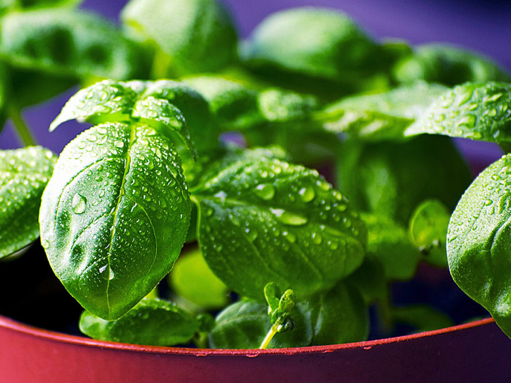 Basil | tulsi