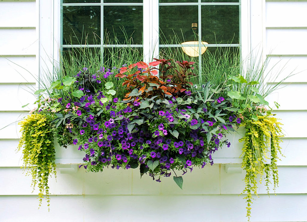 windowbox2