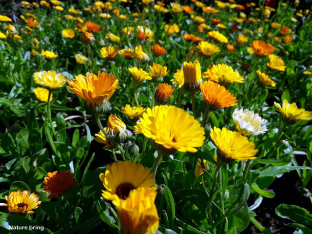 How to grow Calendula | Growing calendula flower | Herbaceous plants ...