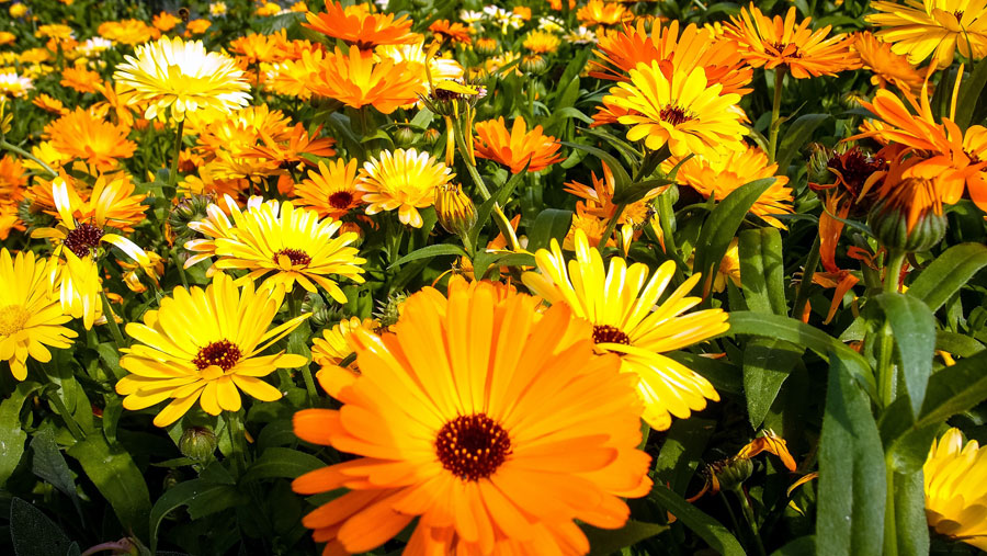 harvesting calendula | Herbaceous plants