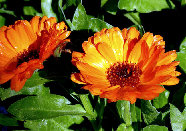 Calendula