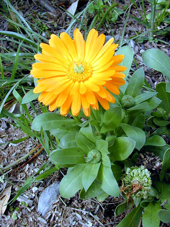 How to grow Calendula | Growing calendula flower | Herbaceous plants