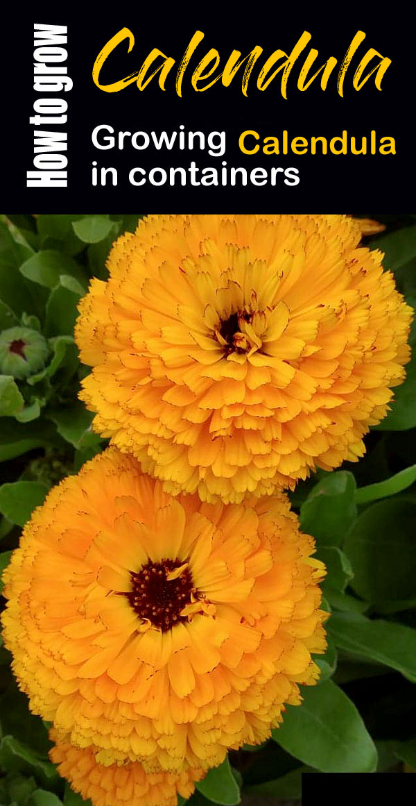 Calendula | calendula officinalis | How to grow Calendula