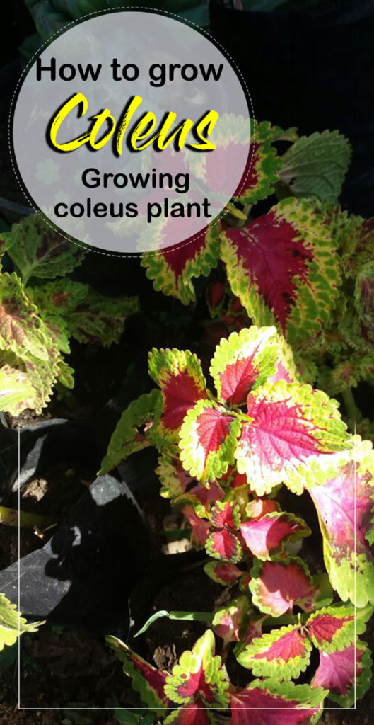 Coleus | coleus plants | plectranthus scutellarioides