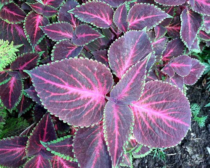 How to Grow Coleus Plants Indoors | Growing coleus plant | Coleus ...